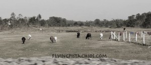 Chitwan