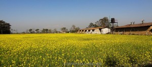 Chitwan