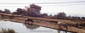 Nepal Tour