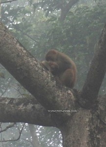 Nepal Tour