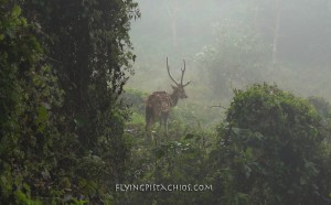 Nepal Adventures