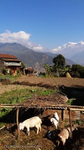 Dampus Trekking Nepal