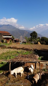 Nepal Dampus Hill Trekking