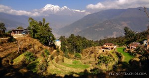 Nepal Rice fields